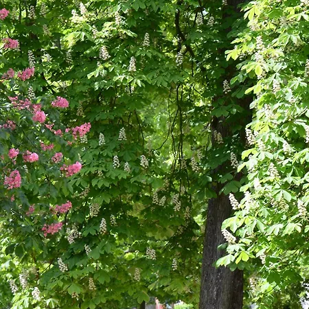 Appartement Am Oranienpark Im Kurviertel Bad Kreuznach Buitenkant foto